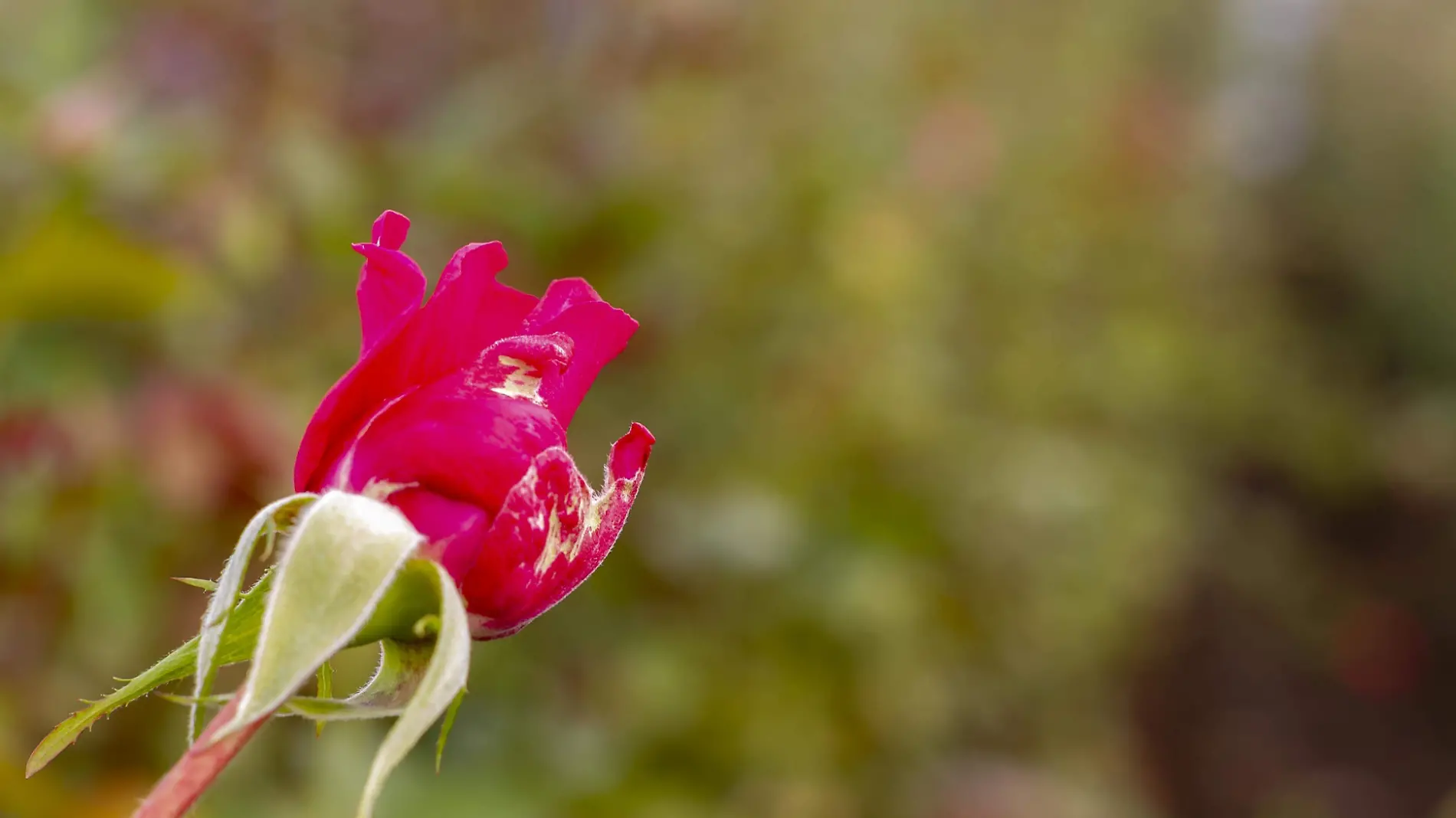 ROSAS PORTADA